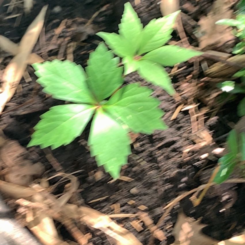 Photo of the plant species Virginia Creeper by @PetPetiolatefig named Baesil on Greg, the plant care app