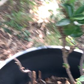 Photo of the plant species Japanese Spindle by @PetPetiolatefig named Kendall on Greg, the plant care app