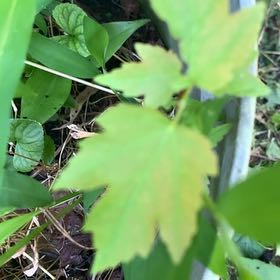Photo of the plant species Drummond's Maple by @PetPetiolatefig named Michelle Branch on Greg, the plant care app