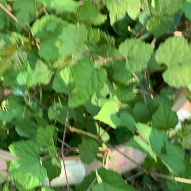Photo of the plant species Amur Peppervine by @PetPetiolatefig named Forrest on Greg, the plant care app