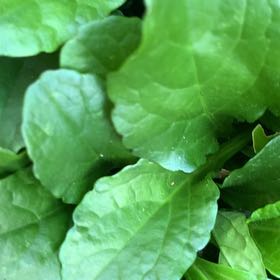 Photo of the plant species Blue Bugle by @PetPetiolatefig named Ulysses S Plant on Greg, the plant care app