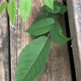 Photo of the plant species Black Walnut by @PetPetiolatefig named Xena on Greg, the plant care app