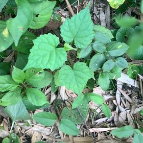 Photo of the plant species Amur Peppervine by @PetPetiolatefig named Prince on Greg, the plant care app