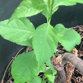 Photo of the plant species Asian Bittersweet by @PetPetiolatefig named Peter Parker on Greg, the plant care app