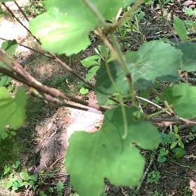 Photo of the plant species White Mulberry by @PetPetiolatefig named Hemingway on Greg, the plant care app