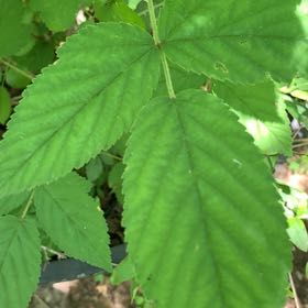 Photo of the plant species Common Blackberry by @PetPetiolatefig named Oscar on Greg, the plant care app