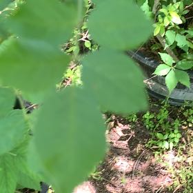 Photo of the plant species Nanking Cherry by @PetPetiolatefig named Harry on Greg, the plant care app