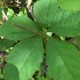 Photo of the plant species Virginia Creeper by @PetPetiolatefig named Kendall on Greg, the plant care app