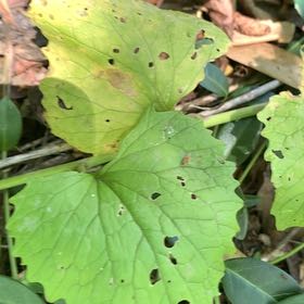 Photo of the plant species Bloodroot by @PetPetiolatefig named Bodhi on Greg, the plant care app