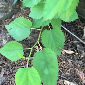 Photo of the plant species White Mulberry by @PetPetiolatefig named Austen on Greg, the plant care app