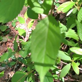 Photo of the plant species Virginia Sweetspire by @PetPetiolatefig named Beckham on Greg, the plant care app
