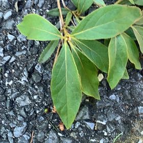 Photo of the plant species Coast Rhododendron by @PetPetiolatefig named Aristotle on Greg, the plant care app