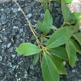 Photo of the plant species Coast Rhododendron by @PetPetiolatefig named Bieber on Greg, the plant care app