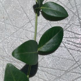Photo of the plant species Common Periwinkle by @PetPetiolatefig named Rainier on Greg, the plant care app