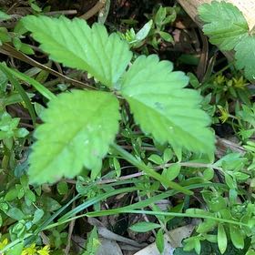 Photo of the plant species Mock Strawberry by @PetPetiolatefig named Lavender on Greg, the plant care app