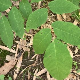 Photo of the plant species Black Walnut by @PetPetiolatefig named Leaf Erickson on Greg, the plant care app