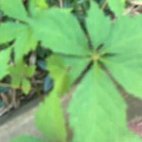 Photo of the plant species Virginia Creeper by @PetPetiolatefig named ChloroPhil on Greg, the plant care app