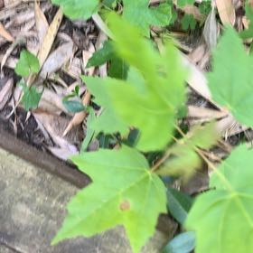Photo of the plant species Wild Passionfruit by @PetPetiolatefig named Lebron on Greg, the plant care app