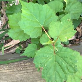 Photo of the plant species Amur Peppervine by @PetPetiolatefig named Fernie Mercury on Greg, the plant care app