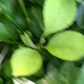 Photo of the plant species Common Shootingstar by @PetPetiolatefig named Ulysses S Plant on Greg, the plant care app
