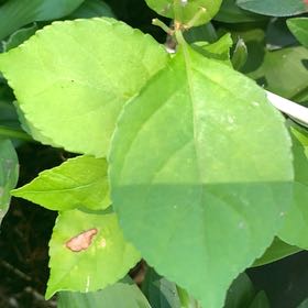 Photo of the plant species Asian Bittersweet by @PetPetiolatefig named Robert Plant on Greg, the plant care app