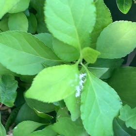 Photo of the plant species Asian Bittersweet by @PetPetiolatefig named Muhammad Ali on Greg, the plant care app