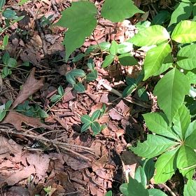 Photo of the plant species Virginia Creeper by @PetPetiolatefig named Sahara on Greg, the plant care app