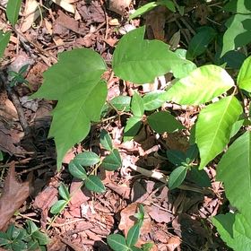 Photo of the plant species Poison Ivy by @PetPetiolatefig named Drake on Greg, the plant care app