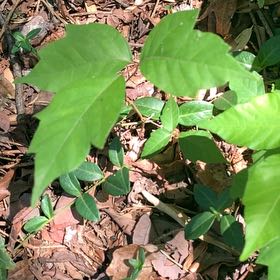 Photo of the plant species Poison Ivy by @PetPetiolatefig named Nithin on Greg, the plant care app