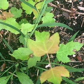 Photo of the plant species Poison Ivy by @PetPetiolatefig named Sproutacus on Greg, the plant care app