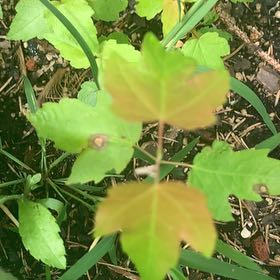 Photo of the plant species Drummond's Maple by @PetPetiolatefig named Emerson on Greg, the plant care app