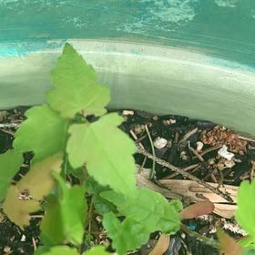 Photo of the plant species Evergreen Clematis by @PetPetiolatefig named Lola on Greg, the plant care app