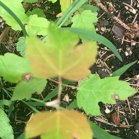 Photo of the plant species Drummond's Maple by @PetPetiolatefig named Willow on Greg, the plant care app
