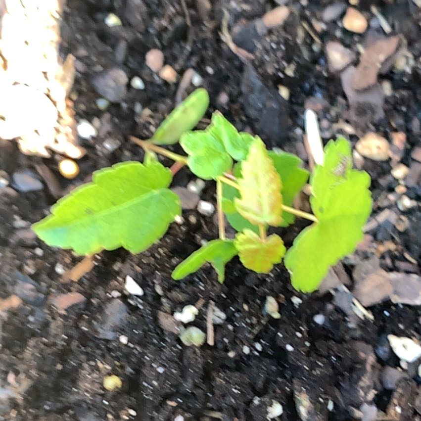 Photo of the plant species Lateflowering Goosefoot by @PetPetiolatefig named Pax on Greg, the plant care app
