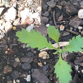 Photo of the plant species Wormseed by @PetPetiolatefig named Duke on Greg, the plant care app