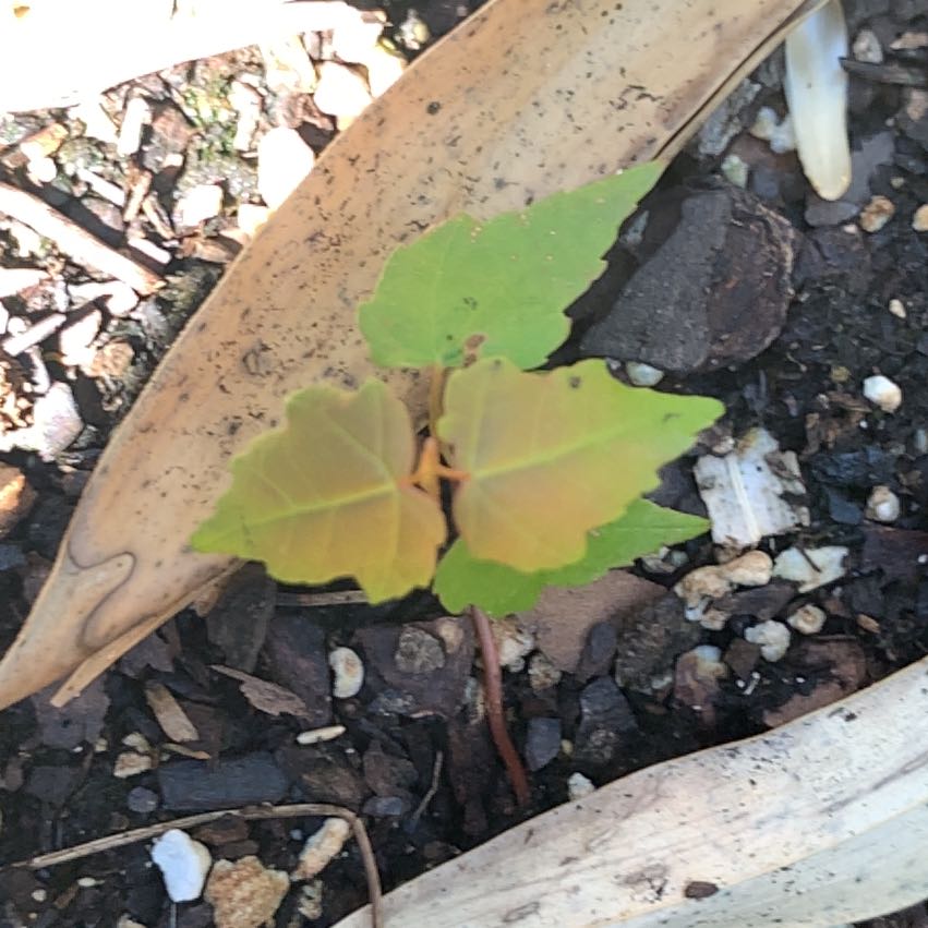 Photo of the plant species Drummond's Maple by @PetPetiolatefig named da Vinci on Greg, the plant care app