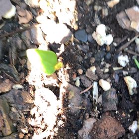 Photo of the plant species New Zealand Broadleaf by @PetPetiolatefig named Bigleef Smalls on Greg, the plant care app