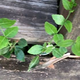 Photo of the plant species Fortune's Spindle by @PetPetiolatefig named Michelle Branch on Greg, the plant care app