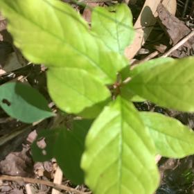 Photo of the plant species Swamp Tupelo by @PetPetiolatefig named Figyonce on Greg, the plant care app