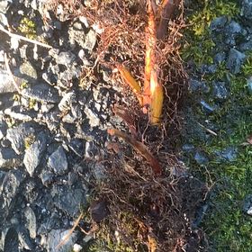 Photo of the plant species Common Eelgrass by @PetPetiolatefig named Osmo on Greg, the plant care app