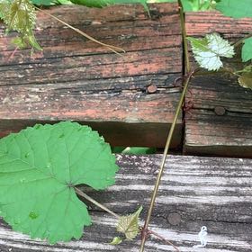 Photo of the plant species Muscadine Grape by @PetPetiolatefig named Xena on Greg, the plant care app