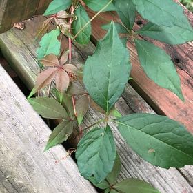Photo of the plant species Virginia Creeper by @PetPetiolatefig named Leonardo on Greg, the plant care app