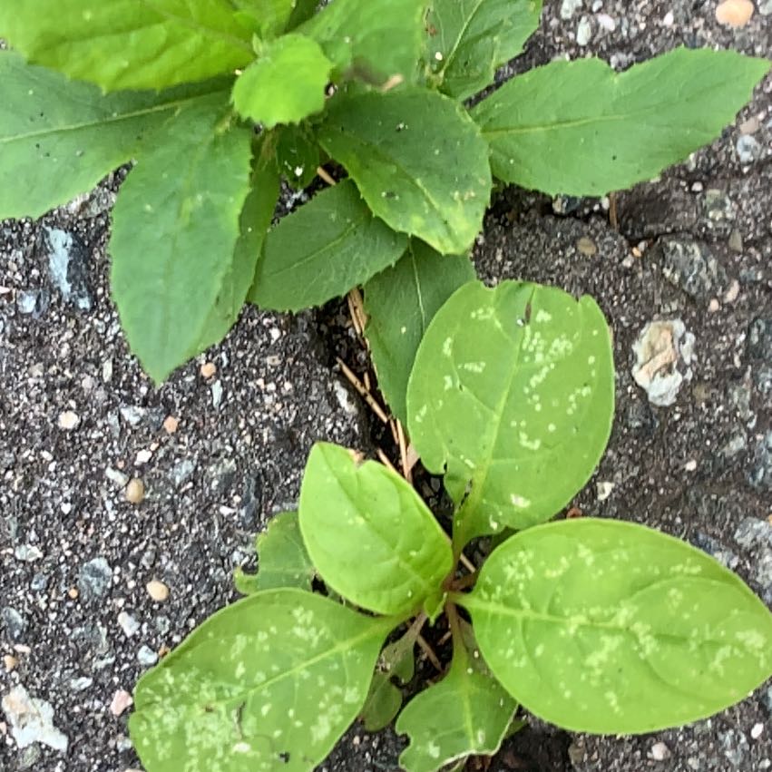 Photo of the plant species American Pokeweed by @PetPetiolatefig named Darwin on Greg, the plant care app