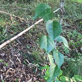 Photo of the plant species Asian Bittersweet by @PetPetiolatefig named Sonora on Greg, the plant care app