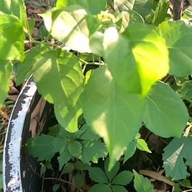 Photo of the plant species Asian Bittersweet by @PetPetiolatefig named Diana on Greg, the plant care app