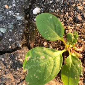 Photo of the plant species Mirror Bush by @PetPetiolatefig named Marilyn on Greg, the plant care app