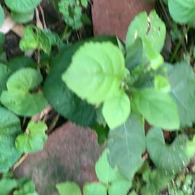 Photo of the plant species Asian Bittersweet by @PetPetiolatefig named Anne on Greg, the plant care app