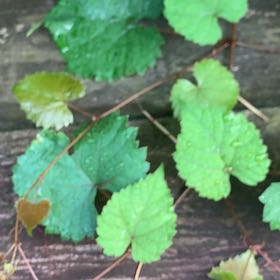 Photo of the plant species Muscadine Grape by @PetPetiolatefig named Leaf Erickson on Greg, the plant care app