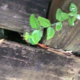 Photo of the plant species Fortune's Spindle by @PetPetiolatefig named Queen on Greg, the plant care app