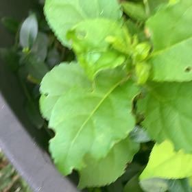 Photo of the plant species Asian Bittersweet by @PetPetiolatefig named Clooney on Greg, the plant care app